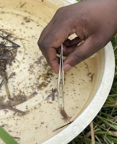The work is done using simple tools including a wide net and a basin to observe the creatures like worms and tiny crabs in the water