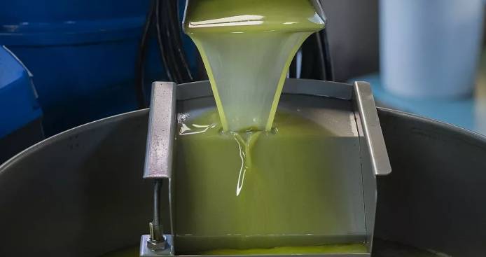 South Africa in the High-End Olive Oil Industry