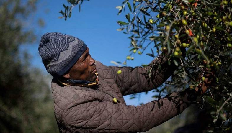 South Africa in the High-End Olive Oil Industry